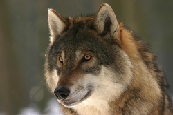 Kleines J&auml;gerdiplom