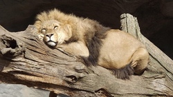 Tierpark Hagenbeck inklusive Tropen-Aquarium