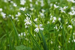 Stadtranderholung &ndash; Natur erleben &ndash; Ab ins Gr&uuml;ne!