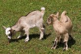 Tiere, Spiel und Spa&szlig; auf dem Balzwiekenhof 