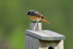 Bei uns piept es &ndash; Wir bauen Nistk&auml;sten mit J&auml;gern