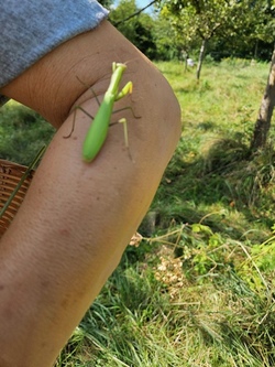 Entdeckertag