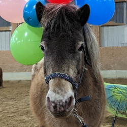 Ponymittag auf der Buchwald-Ranch