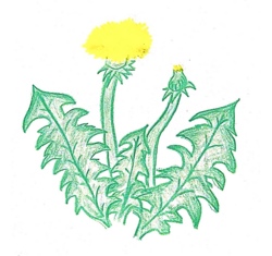 Eine spannende Entdeckungsreise von der Pflanze bis zum Gummi!