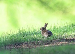 Wanderung auf den Spuren des Osterhasen
