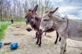 Eselwanderung durch die L&uuml;neburger Heide