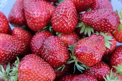 Pfingstferienbackstube: Erdbeer-K&auml;sekuchen - AUSGEBUCHT -
