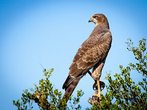  Besuch des Falkners II