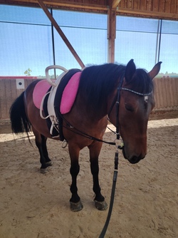 Spiel und Spa&szlig; rund ums Pferd