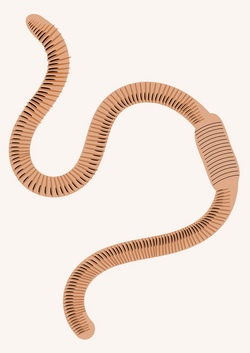 Wir bauen Regenwurmgl&auml;ser
