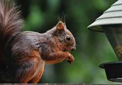 Knotenpunkt Wildnis Fertigkeiten