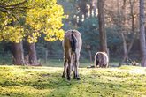 Besuch des Argenhof- Gnadenhof