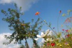 Streuobstwiesen-Forscher