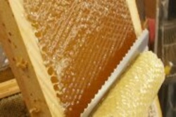 Bienen und das fl&uuml;ssige Gold