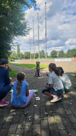 Sommer, Sonne, Hundeaction! 