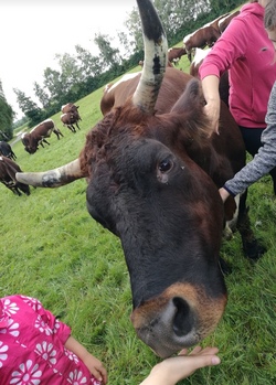 Wie lebt die Kuh - Bauernhofbesuch