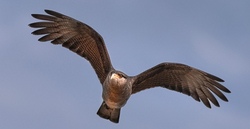 Falkner Abenteuer D