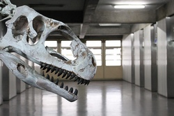 OSTERFERIENSPIELE Auf ins Senckenberg Museum Frankfurt! FAHRT 1