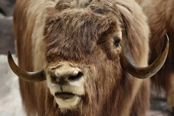 Wildpark Schwarze Berge