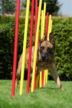 Rund um den Hund - Spiel und Spa&szlig; mit den Hundefreunden