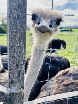 26B2706 Familienbesuch auf der Strau&szlig;enfarm