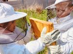 Wo die Biene auf den Apfel trifft - Besichtigung von Honigbienen