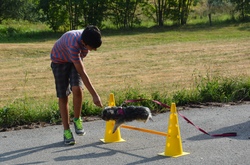 Die Sprache der Hunde verstehen (II)
