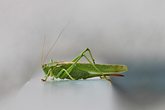 Insektenwandern mit Heupferdchen-Abzeichen mit dem Waldl&auml;ufer Michael Gritsch