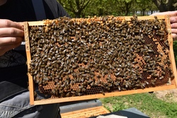 Von der Bl&uuml;te ins Glas: ein Tag mit den Bienen!
