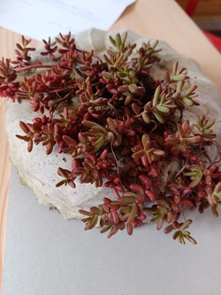 Kreatives Werken - Beton trifft Naturmaterialien 