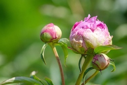 Ferienbetreuung - Pfingstferien 2. Woche