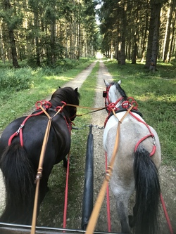 Ausfahrt mit der Ponykutsche