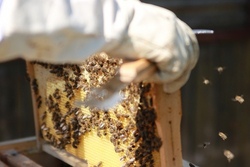 Besuch bei den Bienen