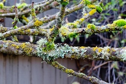Blumenampel oder K&ouml;rbe aus &Auml;sten