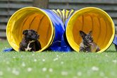 Spa&szlig; und Spiel auf dem Hundeplatz