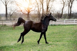 Rund um das Pferd