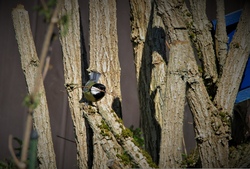 Vogelk&auml;sten bauen
