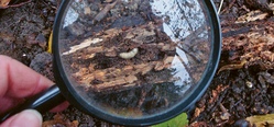 Das geheime Leben der Pilze