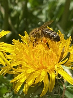 Die Welt der Bienen