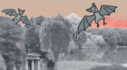 Flederm&auml;use &uuml;ber Braunschweig