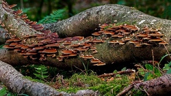 Naturforscher unterwegs