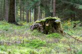 Der Wald mit allen Sinnen- Waldbaden f&uuml;r Kinder