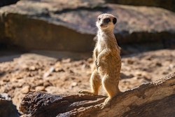Ein Tag mit dem B&uuml;rgermeister - Ein Besuch im Zoo