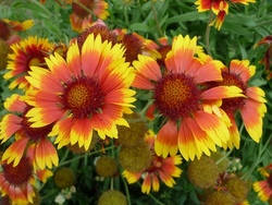 Blumenkranz-Workshop