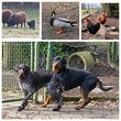 Tiere und Natur