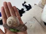 Wir filzen Tiere