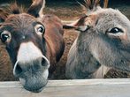 Kinder mit Tieren in Bewegung