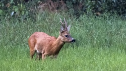 Mit dem J&auml;ger unterwegs im Wald