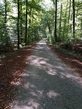 Wald