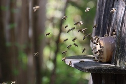 Schulbiologiezentrum Biedenkopf - Insektenhilfe 